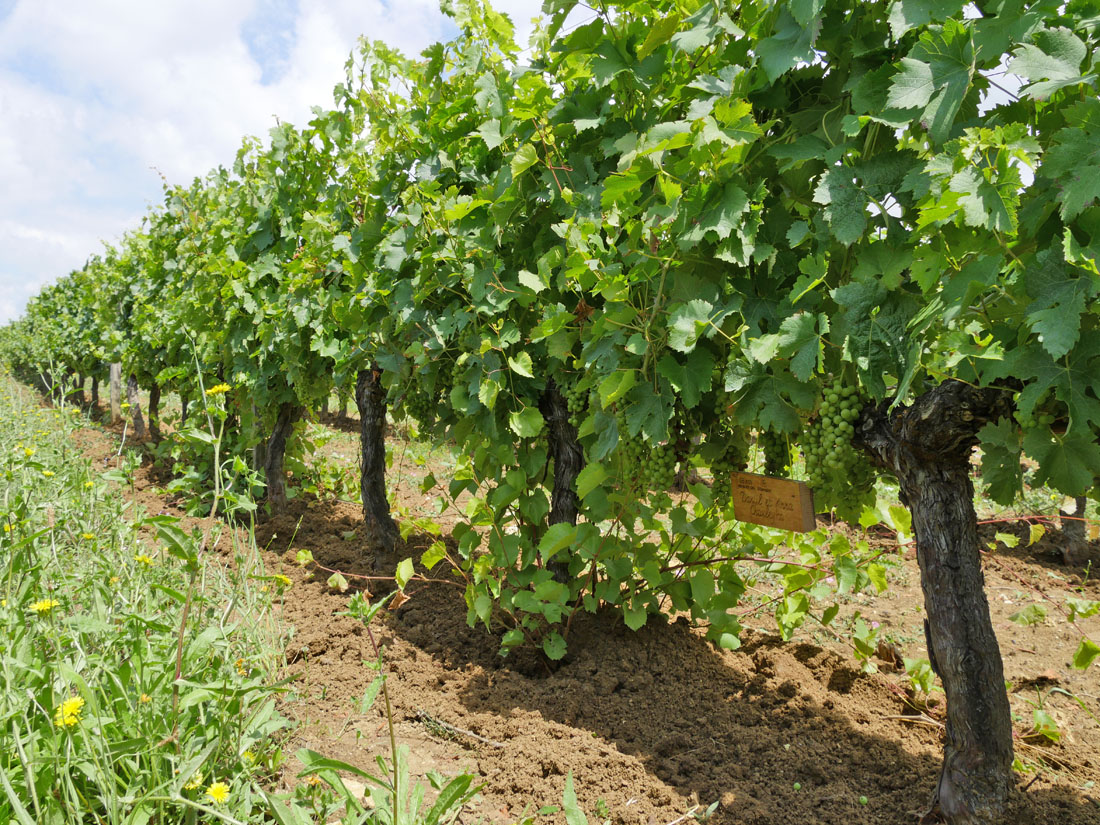 Виноградник на урожай